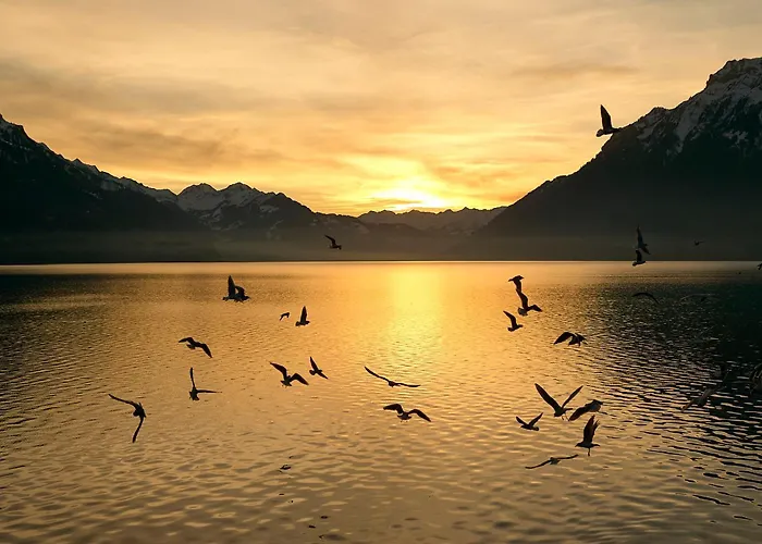 Francy - Partial View