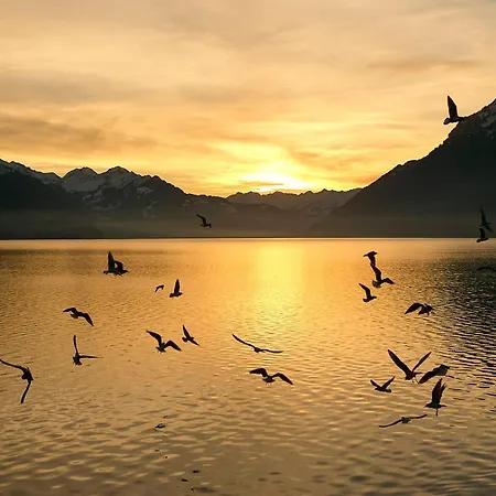 Francy - Partial View